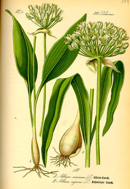 Allium - Bärlauch